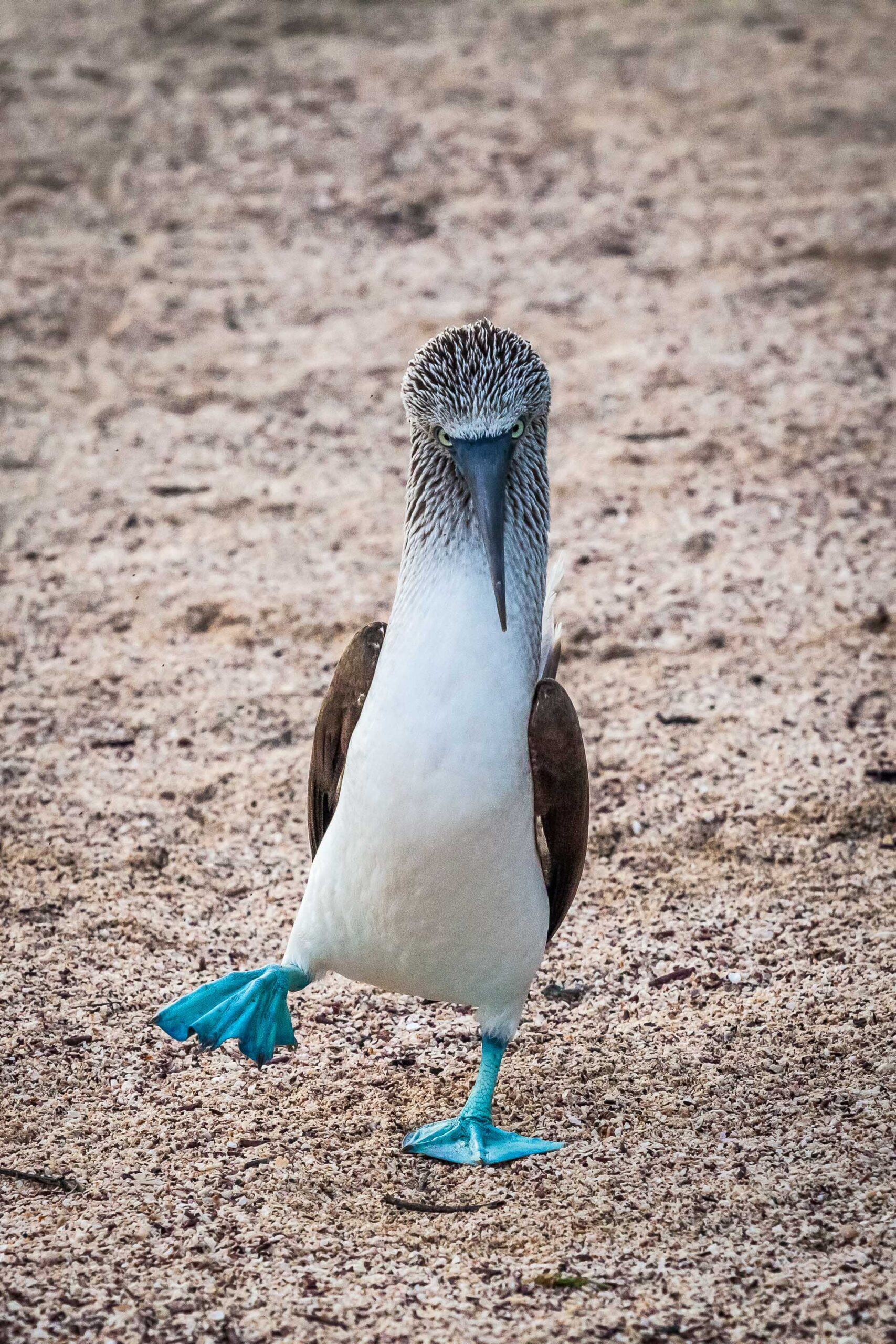 http://Blue%20Footed%20Booby