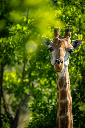 a giraffe looking through the trees in South Africa