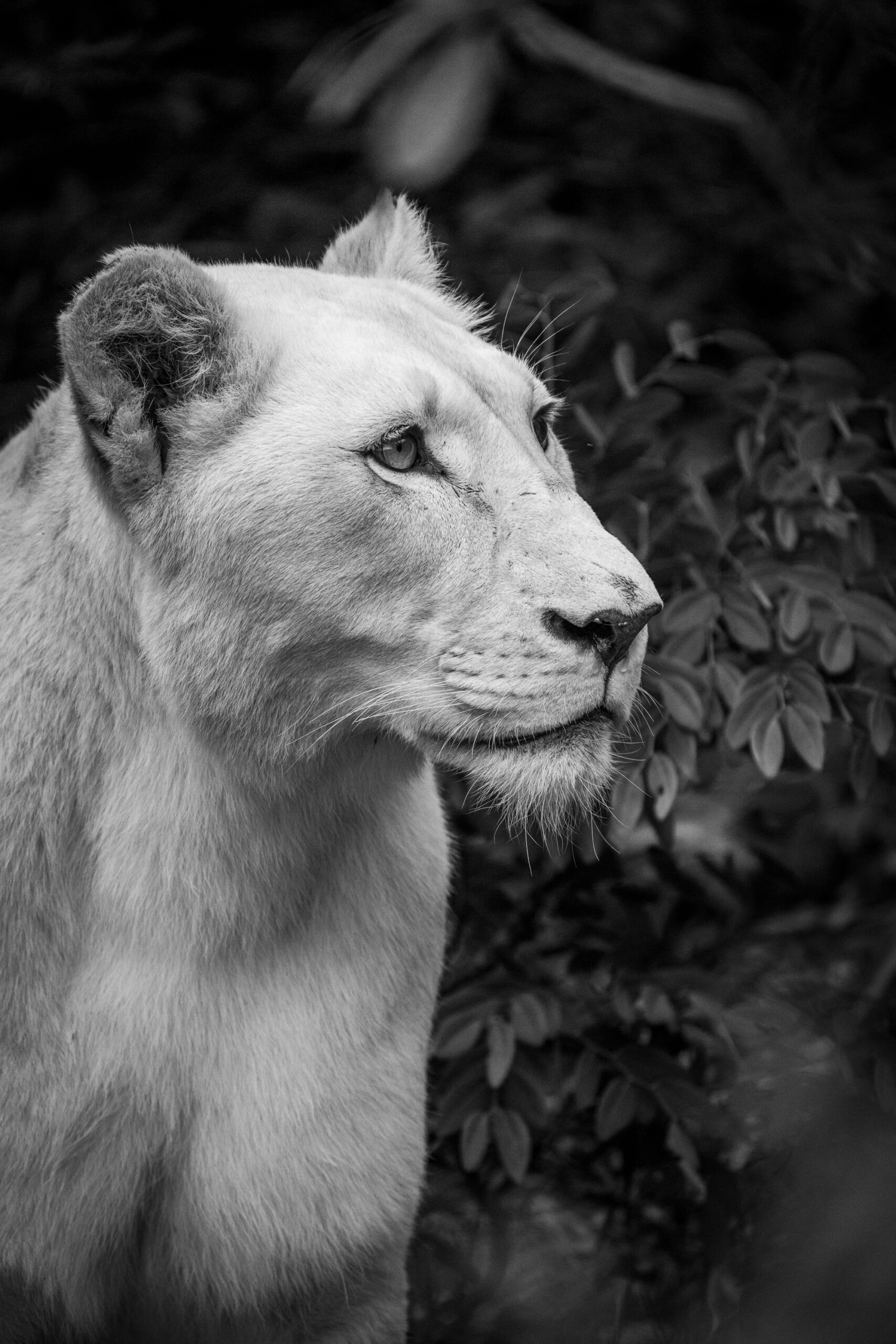 http://White%20Lioness